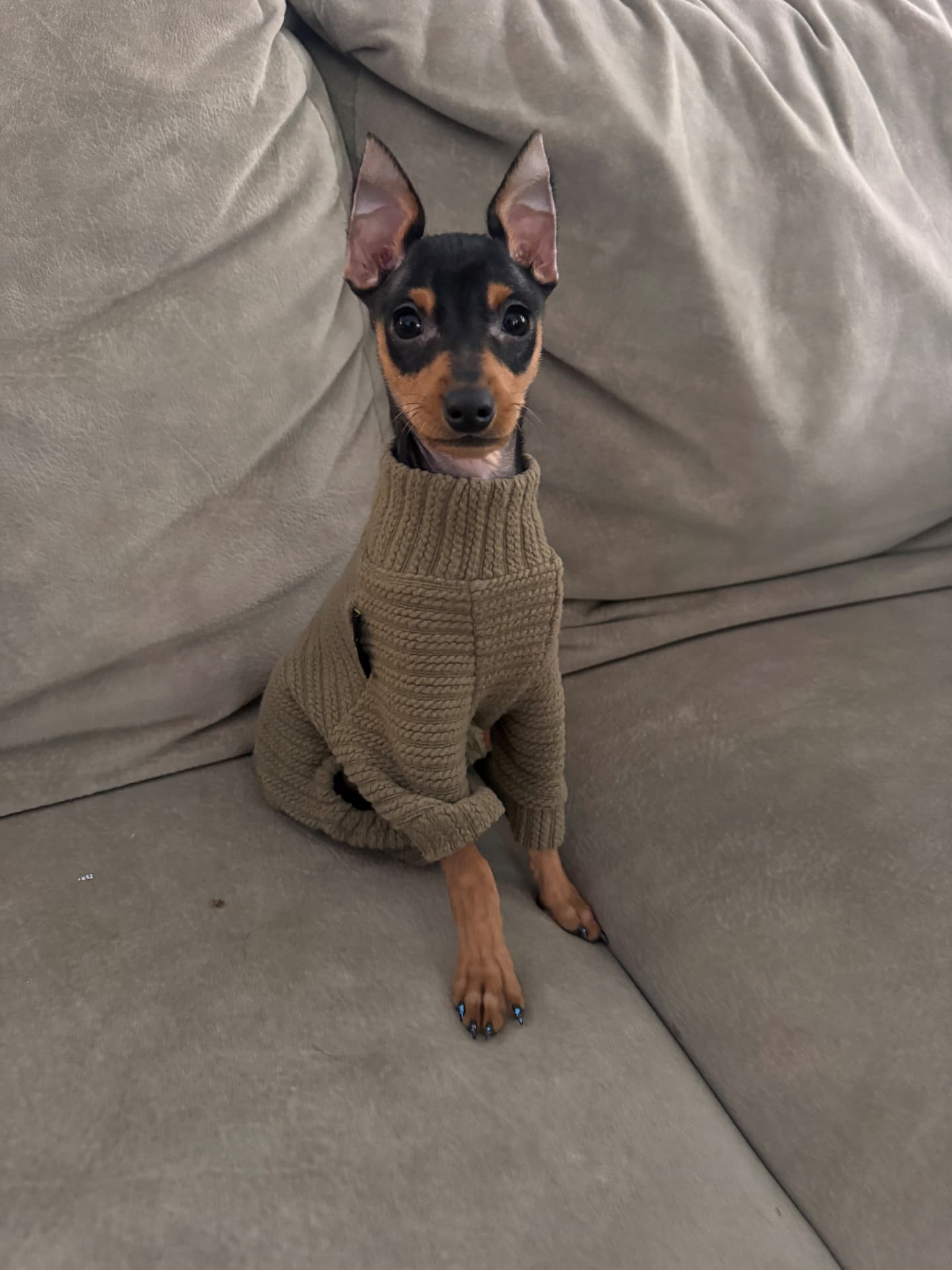 Milo the real Miniature Pinscher puppy sitting on a couch wearing a green sweater
